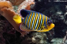 Pfauen-Kaiserfisch (Pygoplites diacanthus) im Zoo Wuppertal