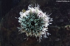 Karibischer Seeigel (Tripneustes ventricosus) im Zoo Wuppertal