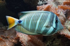 Pazifischer Segelflossen-Doktorfisch (Zebrasoma velifer) im Zoo Wuppertal