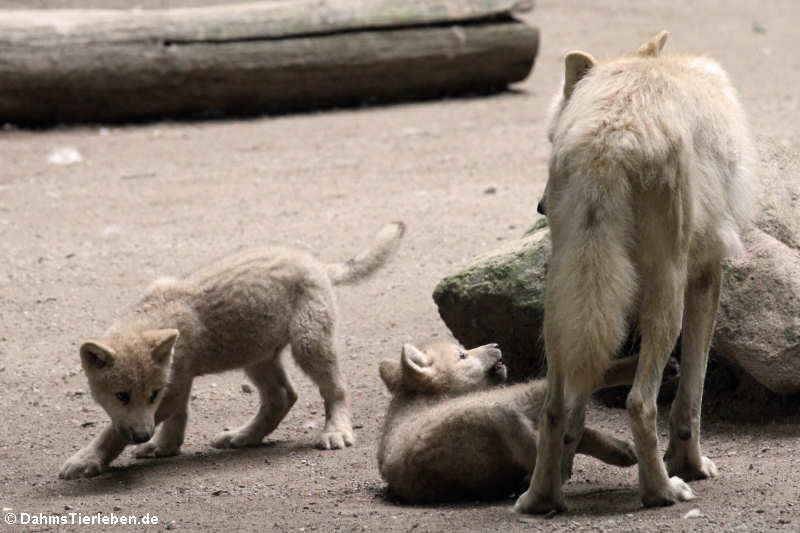 Hudson-Bay-Wölfe oder Kanadische Wölfe (Canis lupus hudsonicus)