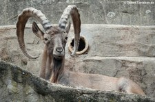 Sibirischer Steinbock (Capra sibirica) im Zoo Wuppertal