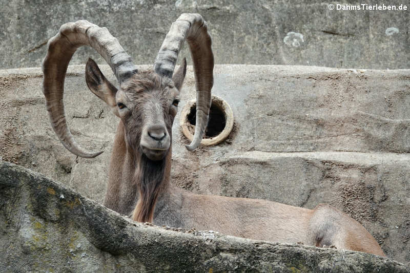 Sibirischer Steinbock (Capra sibirica)