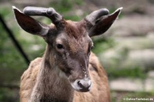 Weißlippenhirsch (Cervus albirostris) im Zoo Wuppertal