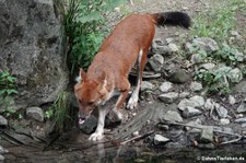 Kiangsi-Rothund (Cuon alpinus lepturus) im Zoo Wuppertal