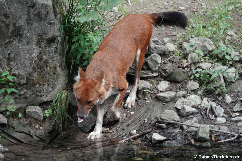 Kiangsi-Rothund (Cuon alpinus lepturus)