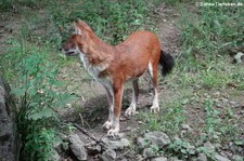 Kiangsi-Rothund (Cuon alpinus lepturus) im Zoo Wuppertal