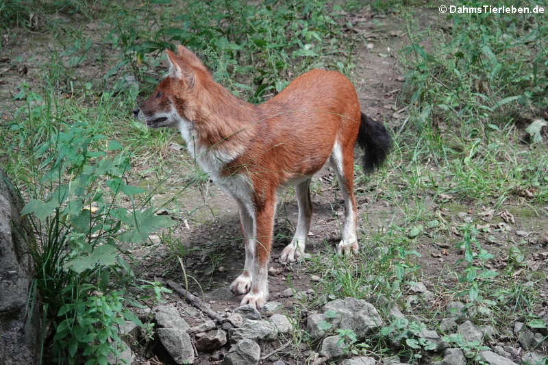 Cuon alpinus lepturus