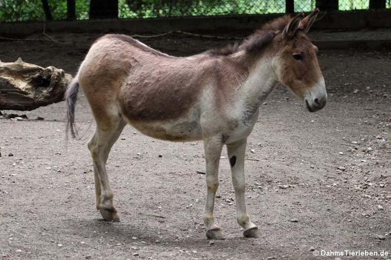 Equus kiang holdereri