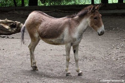 Östlicher Kiang (Equus kiang holdereri)