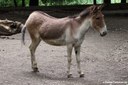 Equus kiang holdereri