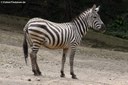 Equus quagga boehmi