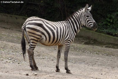 Böhm- oder Grant-Zebra (Equus quagga boehmi)