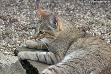 Oman-Falbkatze (Felis silvestris gordoni) im Zoo Wuppertal