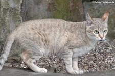 Oman-Falbkatze (Felis silvestris gordoni) im Zoo Wuppertal