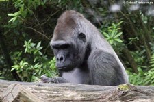 Westlicher Flachlandgorilla (Gorilla gorilla gorilla)  im Allwetterzoo Münster