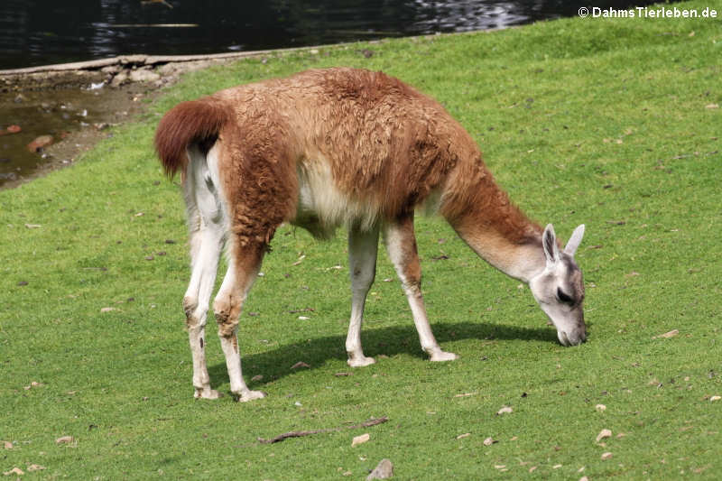 Guanako (Lama guanicoe)