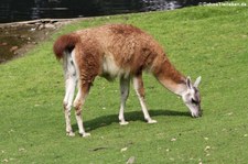 Guanako (Lama guanicoe) im Zoo Wuppertal