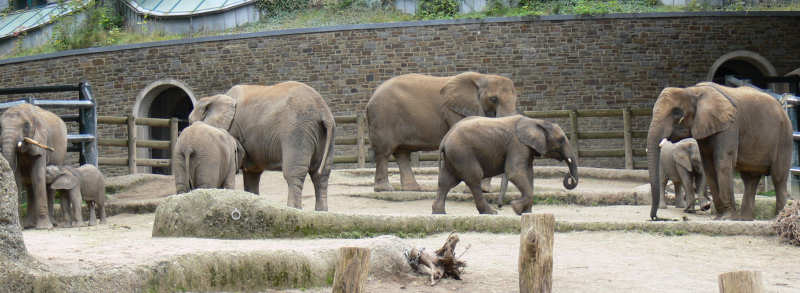 Afrikanische Elefanten (Loxodonta africana)