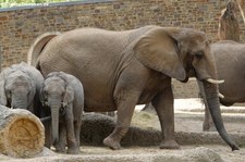 Afrikanischer Elefant (Loxodonta africana) im Zoo Wuppertal