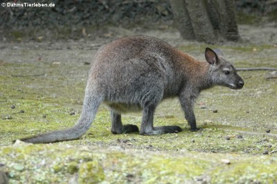 Bennett-Känguru (Notamacropus rufogriseus rufogriseus)