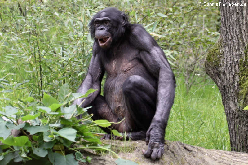 Bonobo Pan paniscus-1