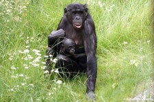Bonobos (Pan paniscus) im Zoo Wuppertal