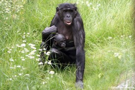 Bonobo (Pan paniscus)