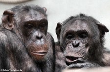 Schimpansen (Pan troglodytes) im Zoo Wuppertal