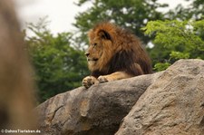 Löwe (Panthera leo) im Zoo Wuppertal