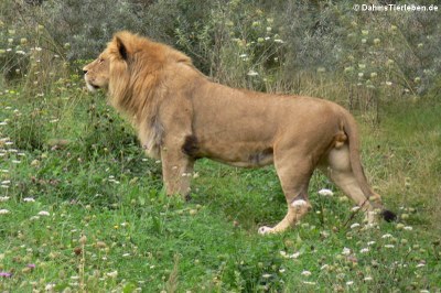 Löwe in der Außenanlage (Panthera leo)