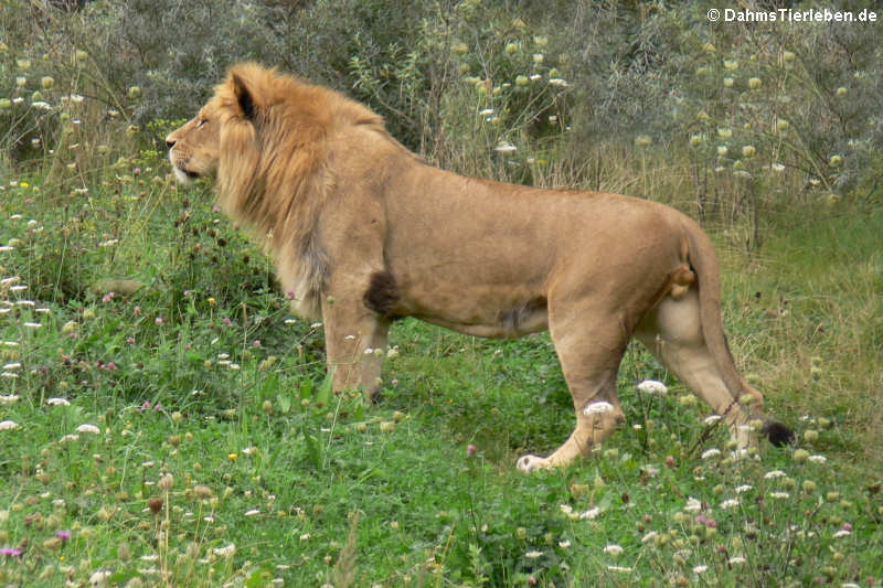 Panthera leo