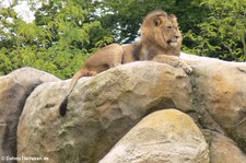 Löwe (Panthera leo) im Zoo Wuppertal