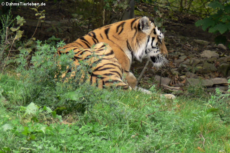 Sibirischer Tiger oder Amurtiger (Panthera tigris altaica)