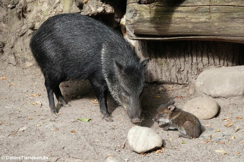 Halsbandpekaris (Pecari tajacu)