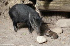 Halsbandpekaris (Pecari tajacu) im Zoo Wuppertal