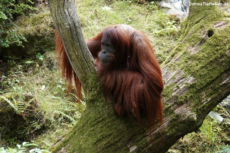 Borneo Orang-Utan (Pongo pygmaeus)