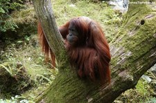 Borneo Orang-Utan (Pongo pygmaeus) im Zoo Wuppertal