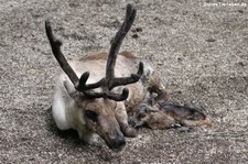 Hausrentier (Rangifer tarandus f. domestica) mit einem gerade geborenen Jungtier im Zoo Wuppertal