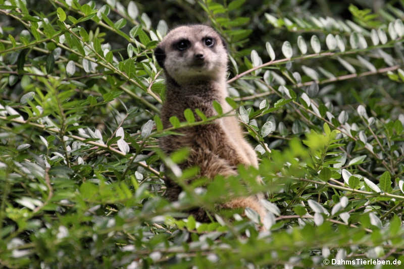 Erdmännchen (Suricata suricatta)