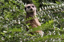 Erdmännchen (Suricata suricatta) im Zoo Wuppertal