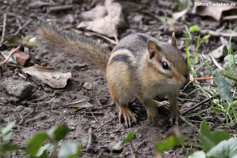 frei lebendes Streifen-Backenhörnchen (Tamias striatus)