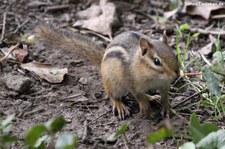 Ost-Chipmunk (Tamias striatus) im Zoo Wuppertal