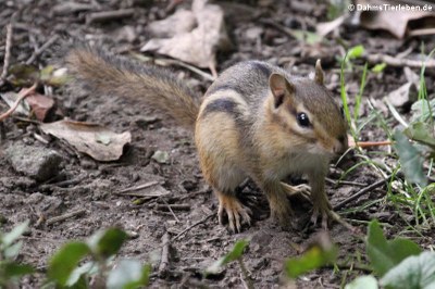 frei lebendes Streifen-Backenhörnchen (Tamias striatus)
