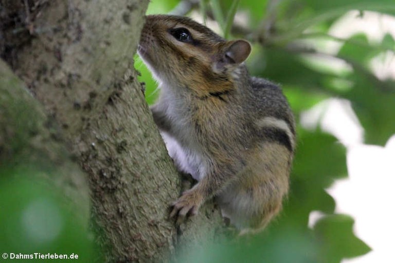 Tamias striatus