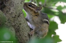 Ost-Chipmunk (Tamias striatus) im Zoo Wuppertal