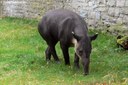 Tapirus bairdii