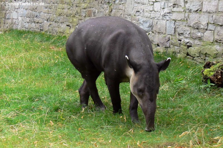 Tapirus bairdii