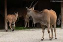 Tragelaphus oryx