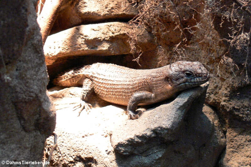 Dornschwanz-Stachelskink (Egernia stokesii)