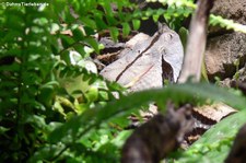 Gabunviper (Bitis gabonica) im Zoo Wuppertal